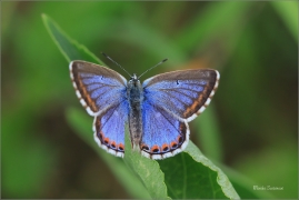 <p>MODRÁSEK JETELOVÝ (Polyommatus bellargus) jižní Morava - Poudřanská step --- /Adonis blue - Himmelblauer Bläuling/</p>